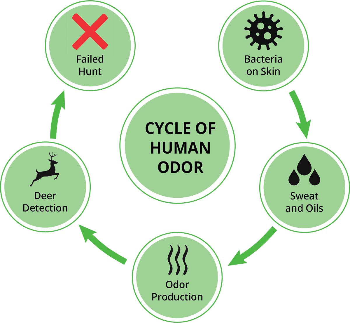 Human Odor Cycle